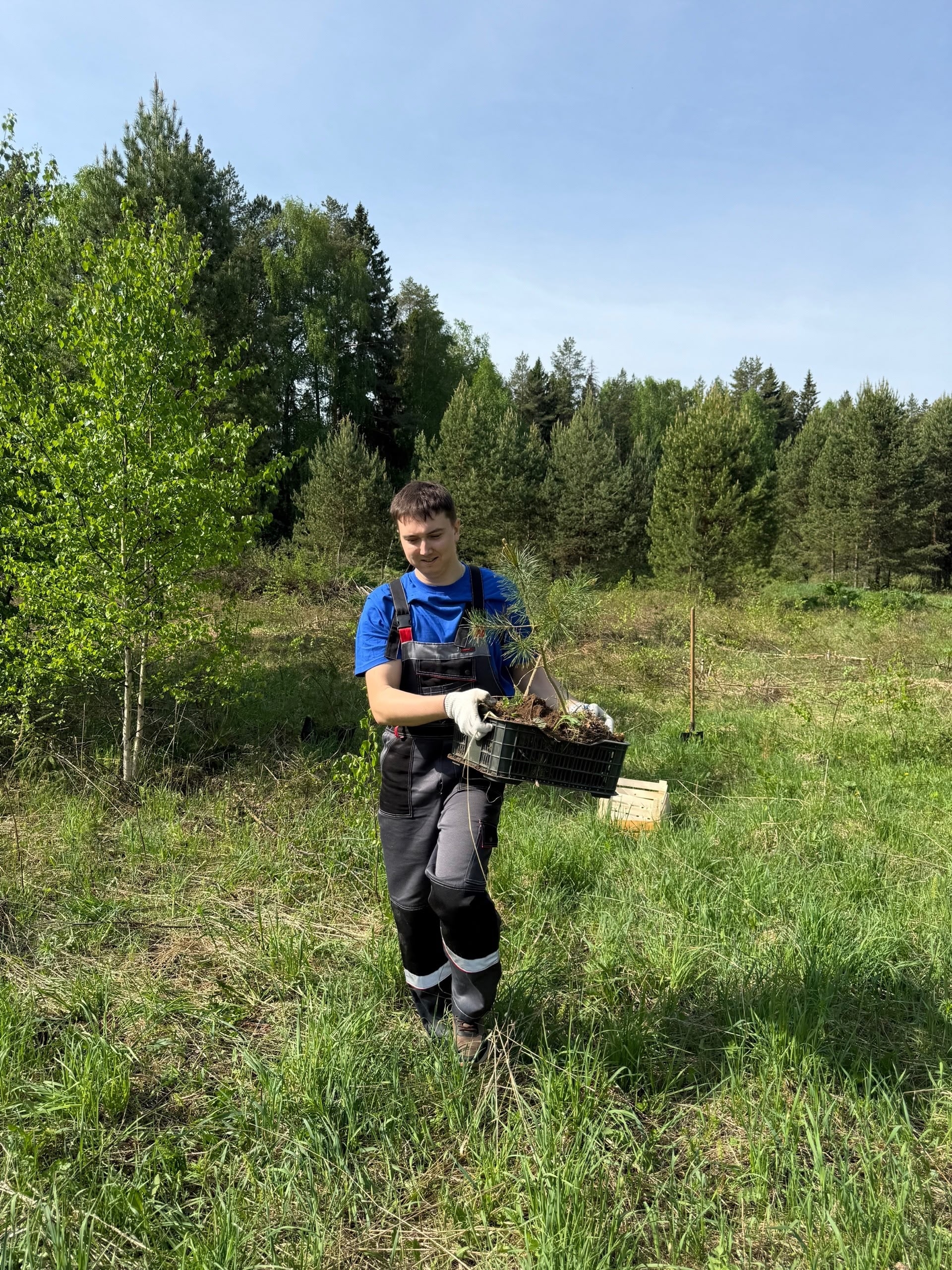 Совет молодежи УЗПМ и школьники Краснокамска высадили молодые сосны в рамках экологической акции, рис. 3